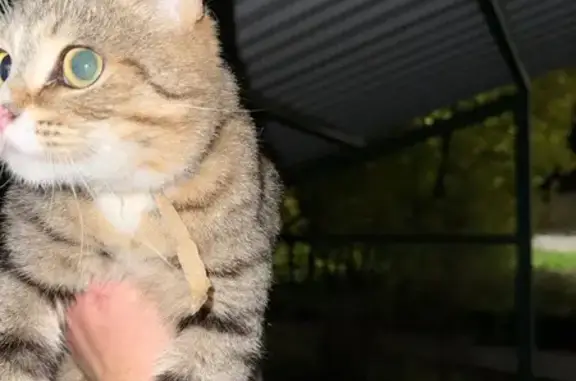 Найдена кошка, Московская область, фото: Кошка найдена: Спас-Заулок, МО