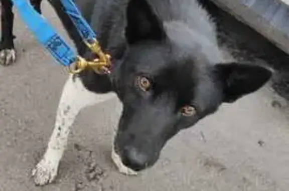 Найдена собака, Тюменская область, фото: Собака найдена в Больших Акиярах, Тюмень