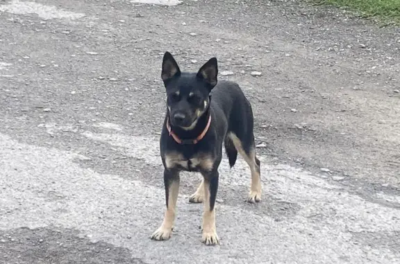 Собака найдена: ул. Доватора, 289, Ростов-на-Дону