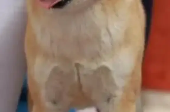 Пропала собака у здания Обл Суда, Волгоград