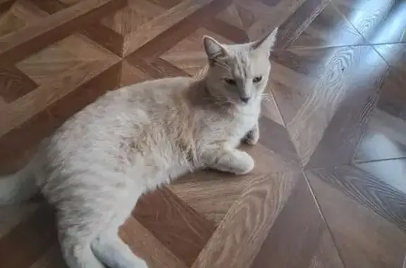 Кошки потеряшки, Курск, фото: Потеряшка кошка, ул. Фрунзе, 57Б, Курск