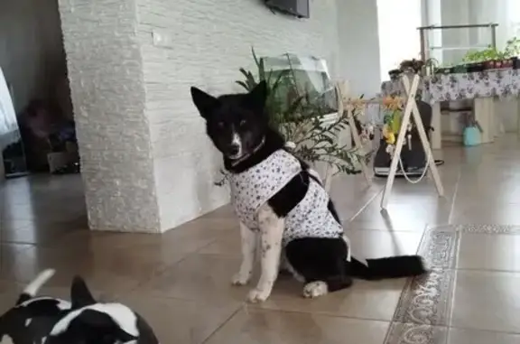 Собаки потеряшки, Завьялово, фото: Потеряшка собака, Малиновая 78, Завьялово