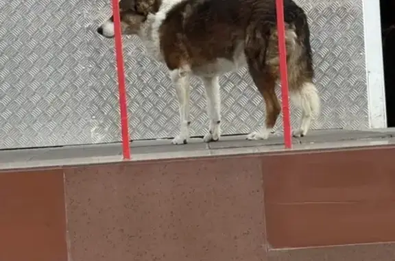 Найдена собака, Московский, фото: Собака найдена у Верного, Радужная 13к4