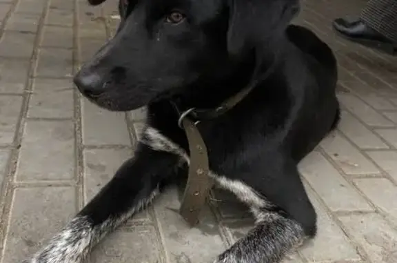 Собаки потеряшки, , фото: Потеряшка собака в Завьялово, Удмуртия