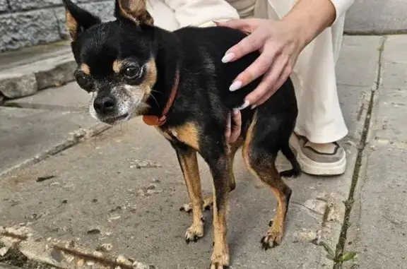 Объявления о пропавших и найденных животных, Тихвин, фото: Собака найдена: ул. Карла Маркса, 22, Тихвин