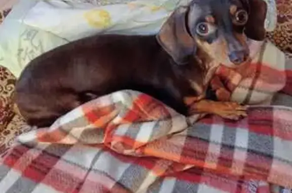 Найдена собака, Санкт-Петербург, фото: Найдена такса: ул. Руднева 28к1, СПб