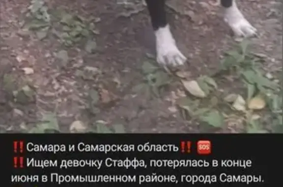 Пропала собака на Береговой, 8Б, Самара
