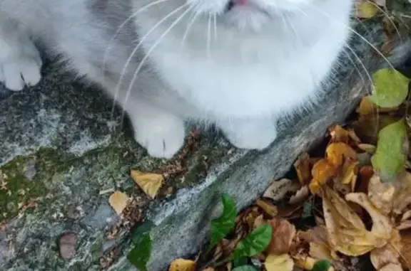 Найдена кошка, Ульяновск, фото: Кошка найдена у дома: проезд Полбина, 18