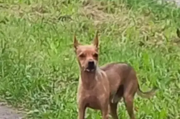 Найдена собака, , фото: Найдена собака, пр. Корсунова, 47, Великий Н.