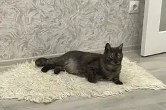 Кошки потеряшки, Петрозаводск, фото: Потеряшка котик, ул. Пробная, 22, Петрозаводск