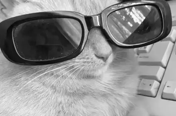 Пропала кошка на Воскресенском бульваре