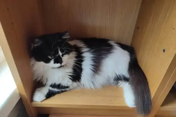 Пропала кошка, ул. Иванова, 38, Новосиб.