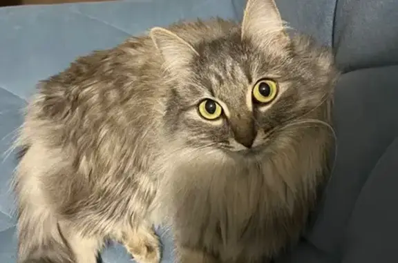 Пропала кошка, ул. Красный Путь, 72/2