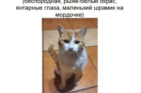 Пропала кошка, Тополиная ул., Образцово