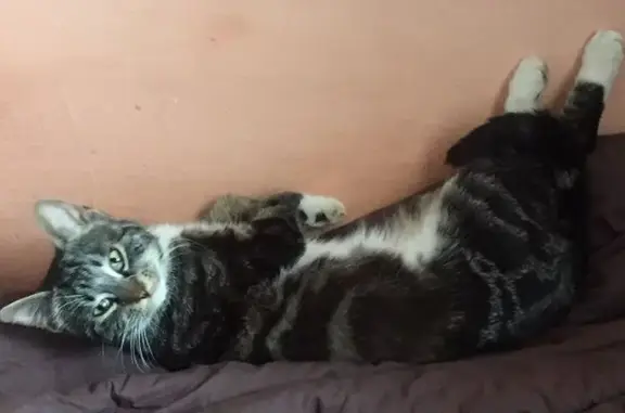 Пропала кошка, Новая ул. 24, Васильково