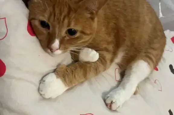 Кошки потеряшки, Костомукша, фото: Потеряшка кошка, ул. Ленина, 11, Костомукша