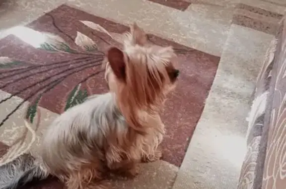 Собаки потеряшки, Новоспасовка, фото: Потеряшка собака в Новоспасовке, Ростовская обл.