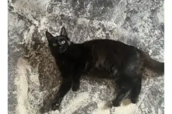 Кошки потеряшки, Москва, фото: Потеряшка кошка, Ленинский пр., 93 к3, Москва