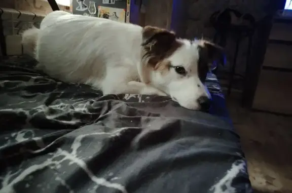 Собаки потеряшки, Курган, фото: Потеряшка собака, ул. Грицевца, Курган