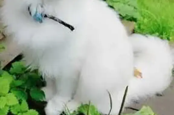 Пропала белая кошка, Фоминское с/п, Владимирская обл.