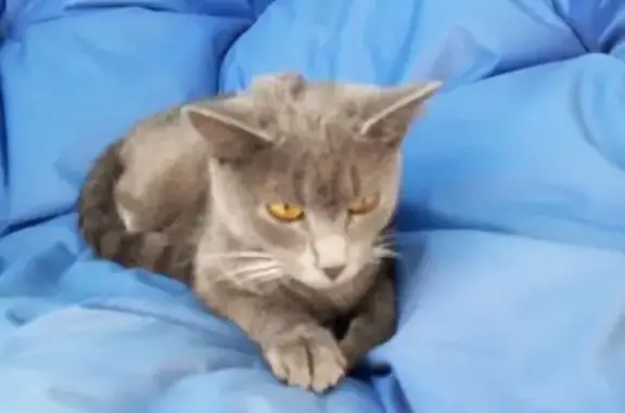 Найдена кошка, , фото: Кошка найдена, 62 Крупино