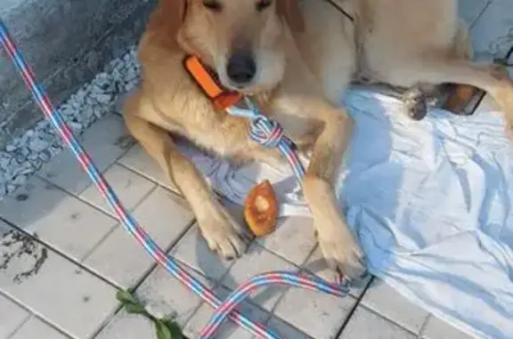 Найденные животные Кемеровская область, фото: Собака найдена: Чистугаш, Кемерово