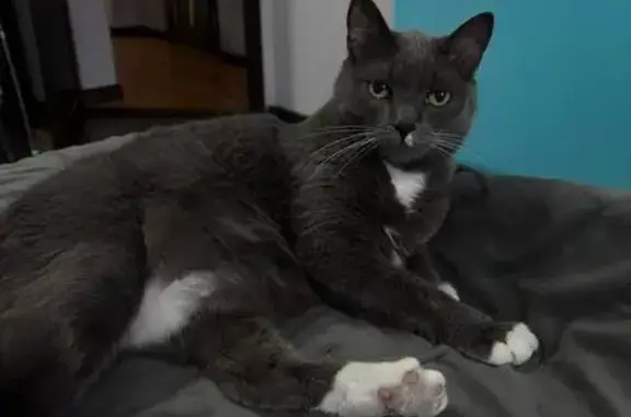 Пропала кошка, Тобольская 41, Улан-Удэ