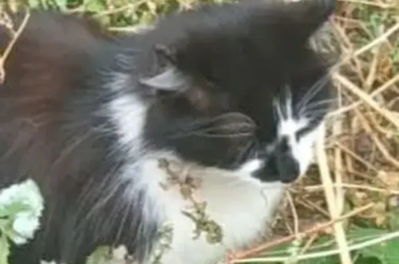 Потеряна кошка на Чишмяле, 19, Казань