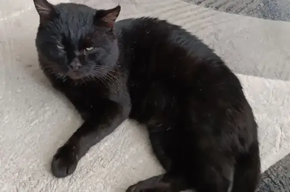 Пропала кошка, Боровлянка, Алтайский край