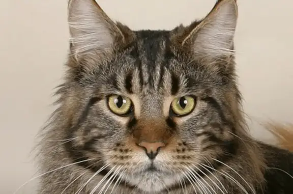 Пропала кошка, Венская ул. 2/3