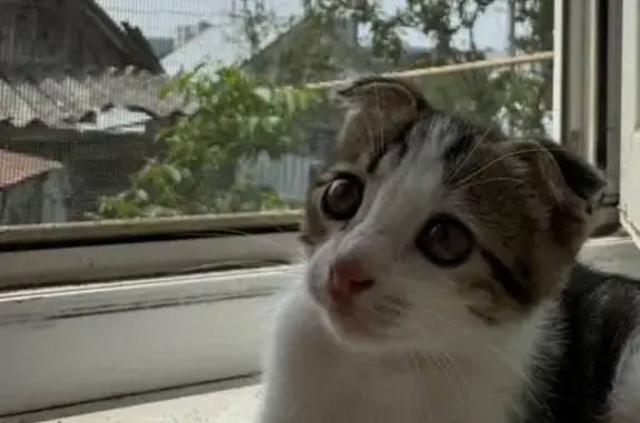 Кошки потеряшки, Железноводск, фото: Потеряшка котёнок, ул. Кутузова 121, Железноводск