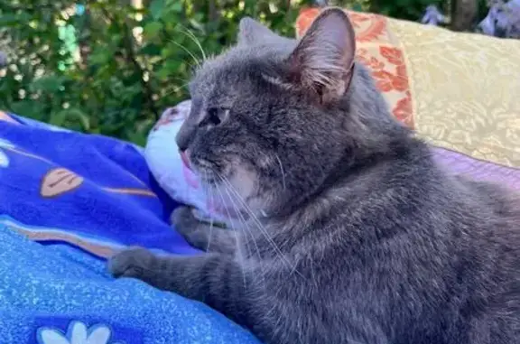 Кошки потеряшки, , фото: Потеряшка кошка, Михайловское шоссе 236А