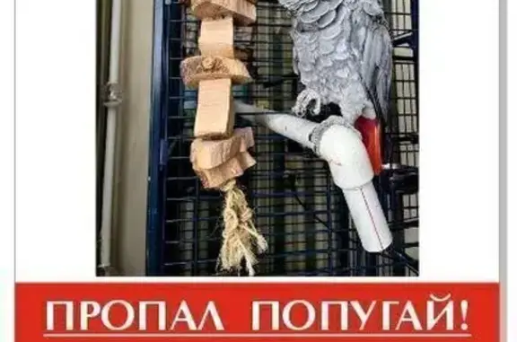 Потерянные животные Тюмень, фото: Пропала птица, Хохрякова 44, Тюмень