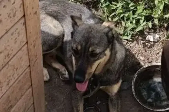 Собаки потеряшки, городской округ Бердск, фото: Потеряшка собака, Краснофлотский пер., 1