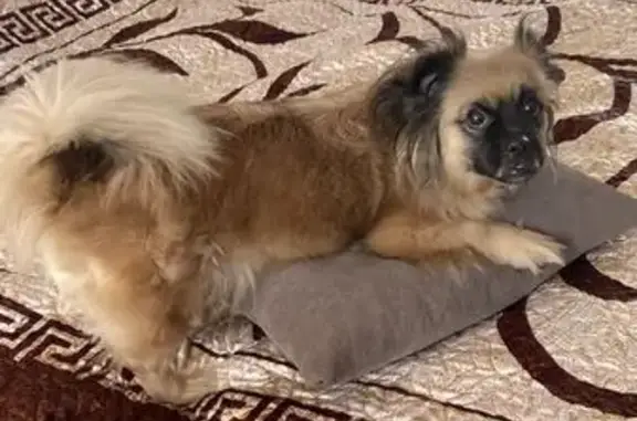 Собаки потеряшки, Ростов-на-Дону, фото: Потеряшка собака, Днестровская 33, Ростов