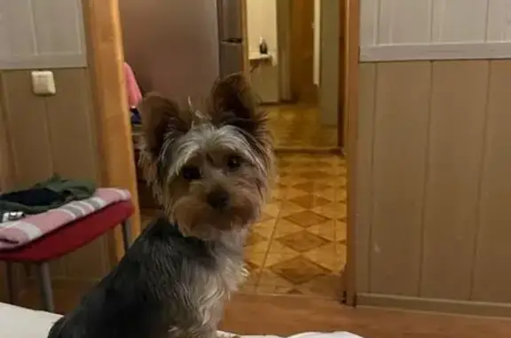 Пропала собака Микки, ул. Ленина 102, Сочи