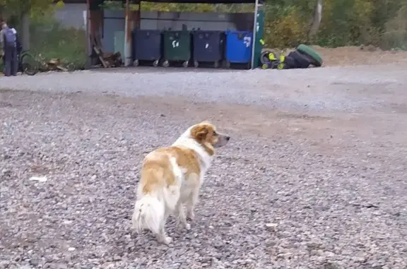 Найдена собака, , фото: Собака найдена: Локомотивная, 27, Ижевск