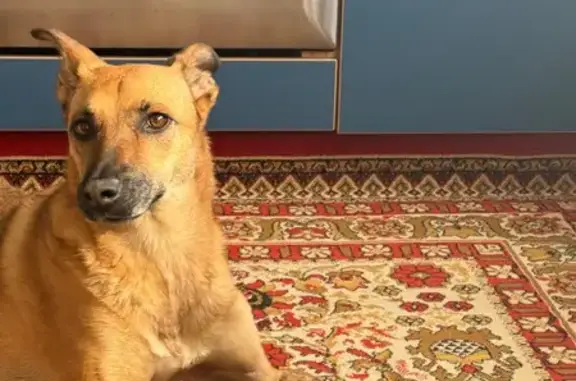 Собаки потеряшки, Москва, фото: Потеряшка собака, ул. Василевского, 5 к1