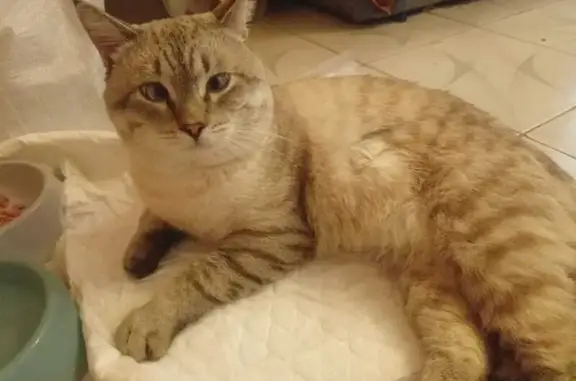 Кошка найдена на Чихачёва, 14, Барнаул