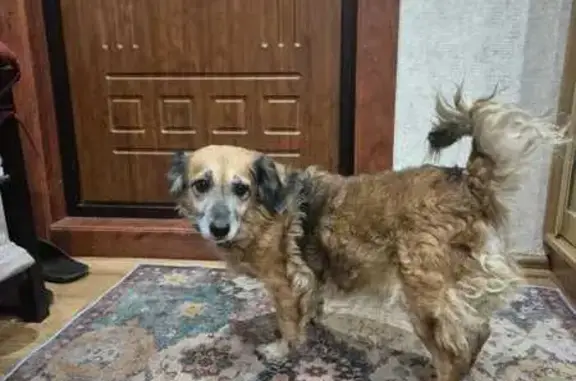 Собака найдена у 