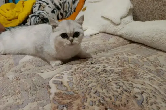 Найдена кошка, Салават, фото: Кошка найдена на Пушкина, 15, Салават