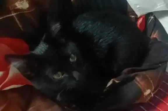 Котенок найден: Пристанской пер., 2, Томск