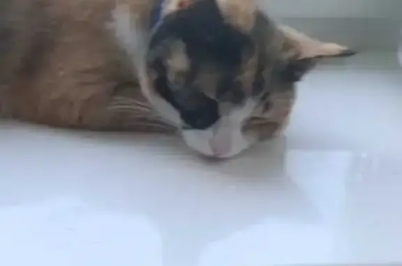 Кошки потеряшки, Ставрополь, фото: Потеряшка кошка, ул. Есенина 12, Ставрополь