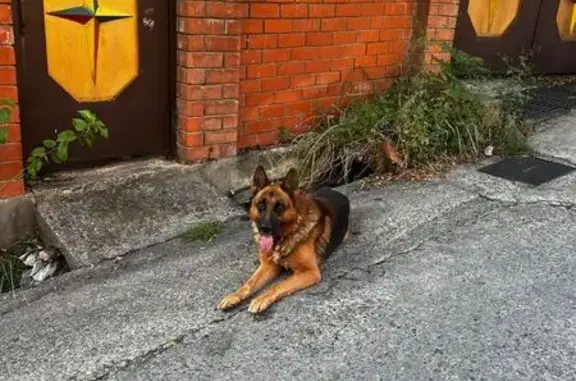 Найдена собака, Сочи, фото: Сочи: найдена собака, Медовая ул. 88