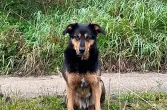 Найдена собака, Тосно, фото: Собака найдена: пр. Ленина, 44, Тосно