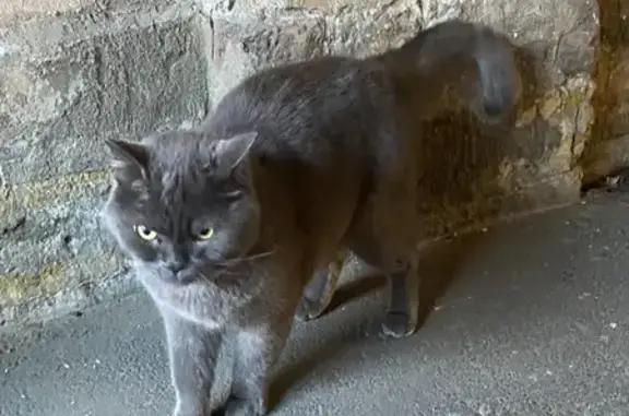 Найдена кошка, Рузовская ул., СПб