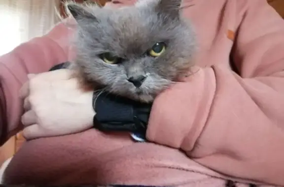 Найдена кошка, Субботино Снт, фото: Кошка найдена на Субботинском шоссе