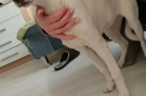 Найдена собака, Екатеринбург, фото: Найдена собака, проезд Решетникова, Екатеринбург