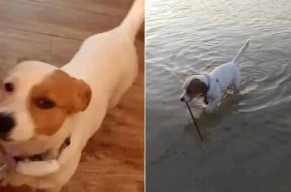 Пропала собака, Морская ул., Волгодонск