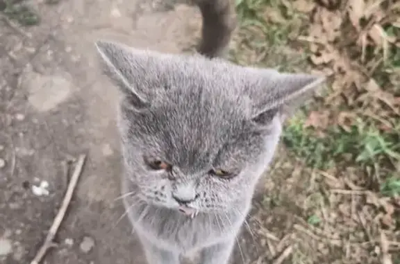 Найдена кошка, Майкоп, фото: Найдена серая кошка, Подгорная 131, Майкоп
